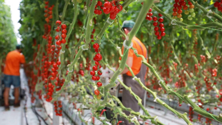 Θερμοκήπια Θράκης
