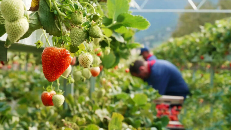 kalavryta strawberries